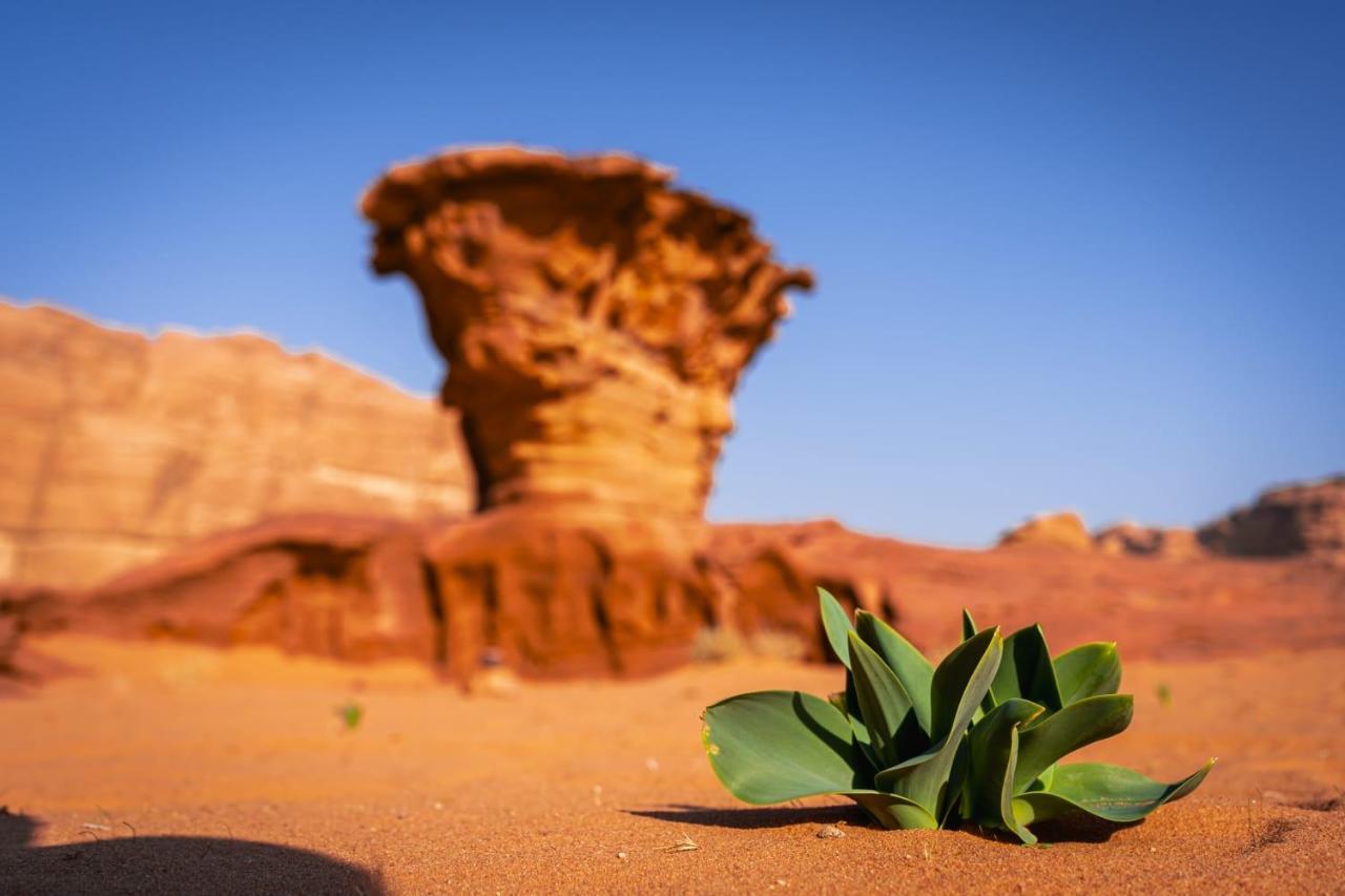 Wadi Rum Secrets Camp Exterior foto